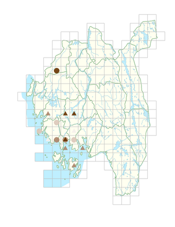 Ranunculus trichophyllus.png