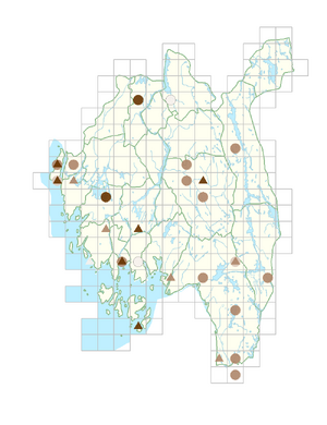 Raphanus raphanistrum subsp. raphanistrum.png