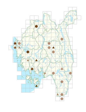 Raphanus raphanistrum subsp. raphanistrum.png