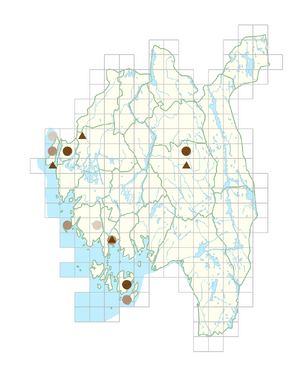 Raphanus sativus.png