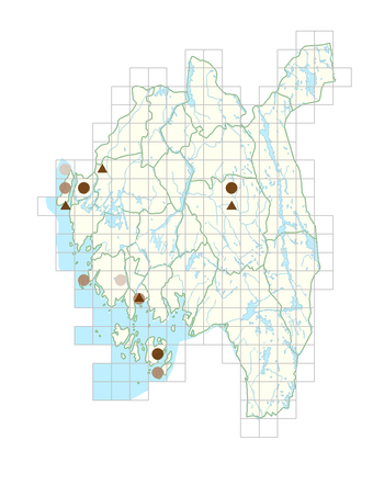 Raphanus sativus.png