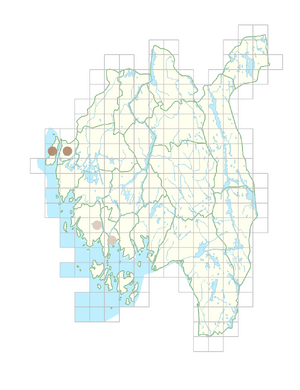 Rapistrum rugosum.png