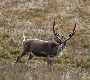 Reindeer at Godthul, South Georgia (2).jpg