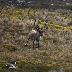 Reindeer gallops by snoozing Gentoo Penguins.jpg