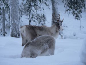 Reindeer grazing (Andy Nugent).jpg