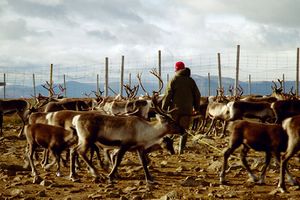 Reindeer herding.jpg