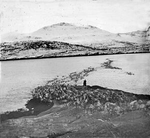 Reinflytting Rystraumen