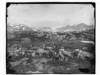 «Reinsdyrhjord på fjeldet». Foto: Marthinius Skøien, ca. 1880–1910.