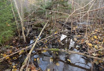 Der den gamle avskjæringsgrøfta fra Sokkabekken er synlig på begge sider av vegen opp til Bårsrudtjernet, ligger restene etter en oppdemming av stein tvers over Sokkabekken. Den ligger på østsiden av vegen, og er lettest synlig om du følger grøfta noen meter ned i terrenget - når det ikke er løv på trærne. Dette er restene etter det anlegget der man tidligere kunne styre ekstra vannmengde fra Sokkabekken over mot nedslagsområdet for Nydammene, for å sikre nok vann til isproduksjonen i disse dammene. (Foto Victor Iversen 2021)