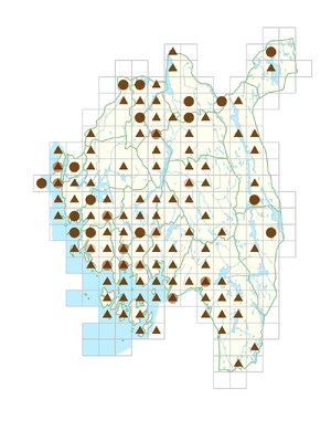 Reynoutria japonica.png