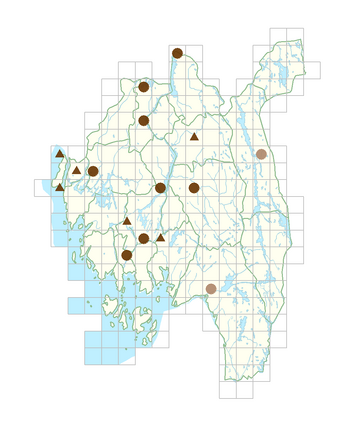 Reynoutria xbohemica.png