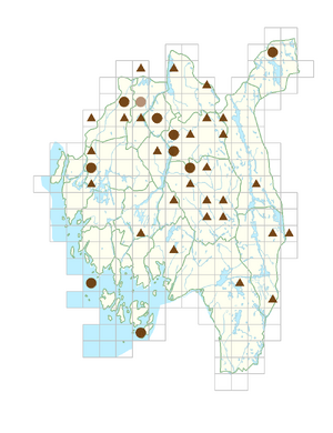 Rheum rhabarbarum.png