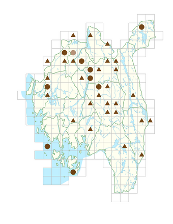 Rheum rhabarbarum.png