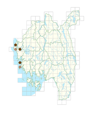 Rorippa austriaca.png