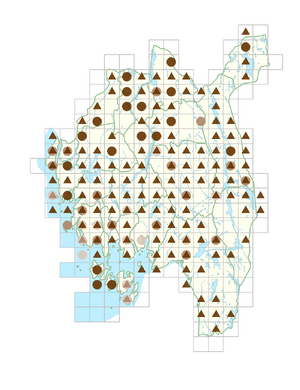 Rorippa palustris subsp. palustris.png