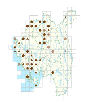 Rorippa sylvestris.png