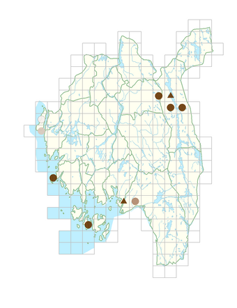 Rorippa xarmoracioides.png