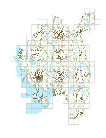 Rumex acetosella subsp. acetosella 1.png