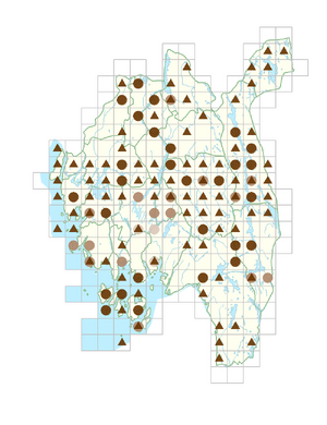 Rumex acetosella subsp. tenuifolius.png