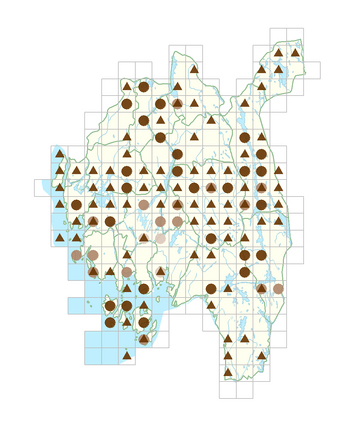 Rumex acetosella subsp. tenuifolius.png