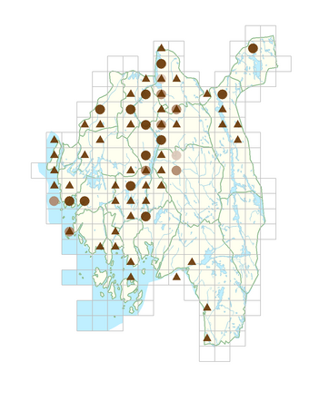 Rumex aquaticus subsp. aquaticus.png