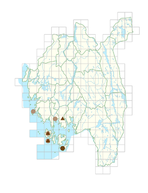 Rumex hydrolapathum.png