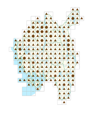 Rumex longifolius.png