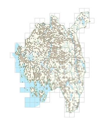 Rumex longifolius 1.png