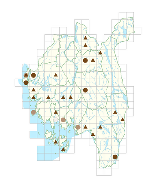 Rumex thyrsiflorus.png