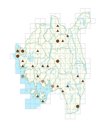 Rumex thyrsiflorus.png