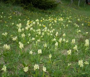 Søstermarihand Blika.JPG