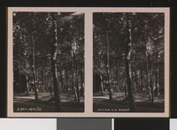 74. S. 27 - Molde stereofotografi - no-nb digifoto 20150803 00286 bldsa stereo 0576.jpg