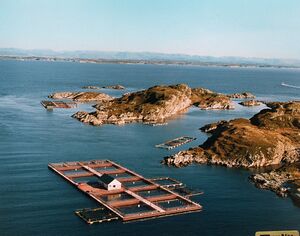 Fiskeoppdrett i Grisholmsundet nord for Fedje, 1988. AS Gullaks sitt anlegg framme, Gabriel Hjønnevåg AS sitt bak til venstre. Helsøyna til venstre, Lepsøyna til høgre. Det var ei tid fire oppdrettskonsesjonar for laks på Fedje.