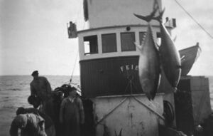 Størjefiske i 1950-åra med nye M/S «Feie». Det var eit rikt størjefiske på denne tida, reiskapen var snurpenot. Fedje var ein hovudbase for dette fisket.