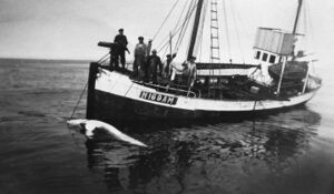 M/S «Feiefjord» H-169-AM, seinare H-2-FE, byggeår 1931, lengd 43,5 fot, motor 30 HK Gulavsen. Sjå òg bilde på Brattli gnr 168 bnr 56.