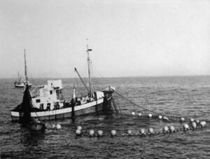 M/S «Feiebuen» H-22-FE (sjå s 515) på størjefiske på slutten av 1950-talet. Størjenota er sett ut.