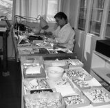 Aase Maurseth ved arbeidsbordet