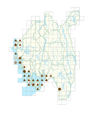 Sagina nodosa subsp. nodosa.png