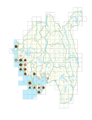 Salicornia europaea.png