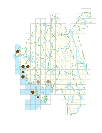 Salicornia procumbens.png