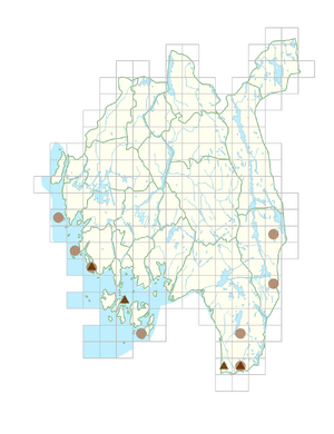 Salix repens var. argentea.png