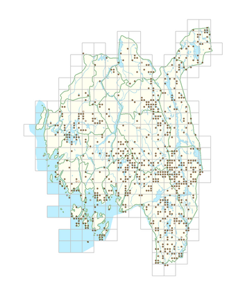 Salix repens var. repens 1.png