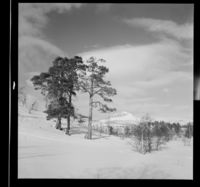 12. Saltfjell - no-nb digifoto 20150210 00215 NB MIT FNR 16924.jpg