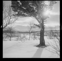 10. Saltfjell - no-nb digifoto 20150210 00237 NB MIT FNR 16926.jpg