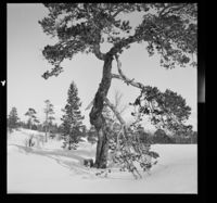 14. Saltfjell - no-nb digifoto 20150210 00241 NB MIT FNR 16923.jpg