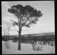 15. Saltfjellet - no-nb digifoto 20150210 00248 NB MIT FNR 16945.jpg