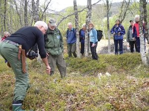 Sametufter i Kaltdalen.jpg