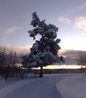 Sandåkerfurua, Nordlia i Østre Toten (2009).