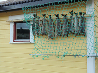 10. Sanna Sande Træna 23.11.2010 bnr. 57 Solstad tørrfisk.png