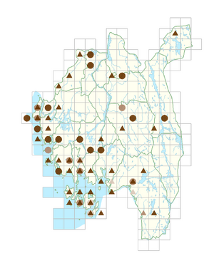 Saponaria officinalis.png